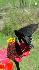 Parides bunichus damocrates