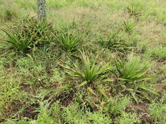 Yucca rupicola