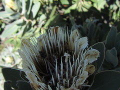 Protea subvestita