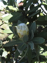 Protea subvestita