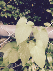 Calystegia sepium sepium