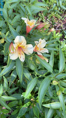 Alstroemeria aurea