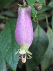 Kohleria affinis