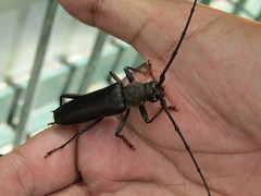 Juiaparus batus lacordairei