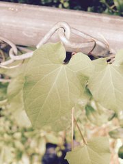 Calystegia sepium sepium