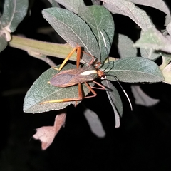 Lucullia flavovittata