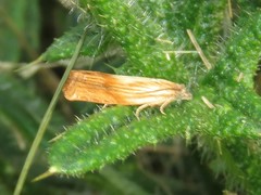 Eucosma umbrastriana