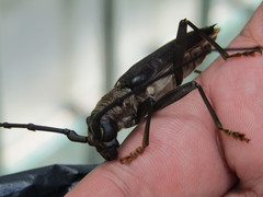 Juiaparus batus lacordairei