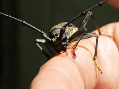 Juiaparus batus lacordairei