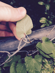 Calystegia sepium sepium