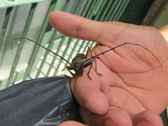 Juiaparus batus lacordairei