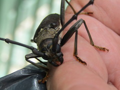 Juiaparus batus lacordairei
