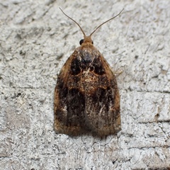 Archips infumatana