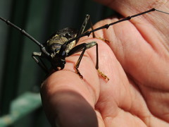 Juiaparus batus lacordairei