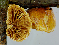 Pleuroflammula praestans