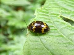 Iphiclus pulcher