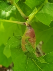 Melikaiella tumifica