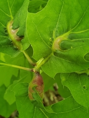 Melikaiella tumifica