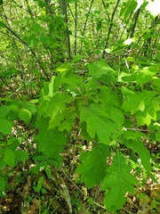 Melikaiella tumifica