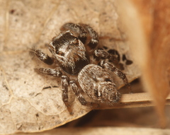 Evarcha proszynskii