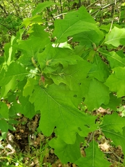 Melikaiella tumifica