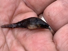 Dormitator maculatus