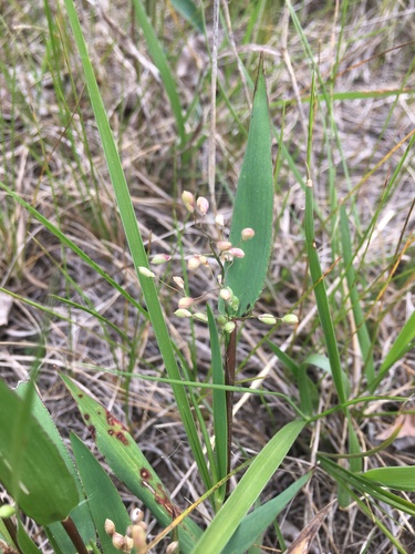 photo of Heller's Rosette Grass (Dichanthelium oligosanthes)