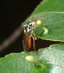 Aglaostigma semiluteum