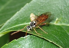 Aglaostigma semiluteum