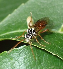 Aglaostigma semiluteum