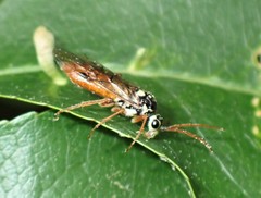 Aglaostigma semiluteum