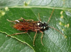 Aglaostigma semiluteum