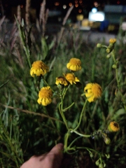 Senecio inaequidens