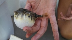 Sphoeroides maculatus