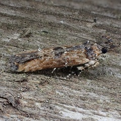 Prostomeus brunneus