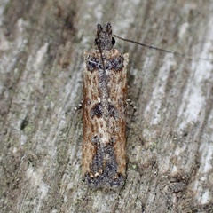 Prostomeus brunneus