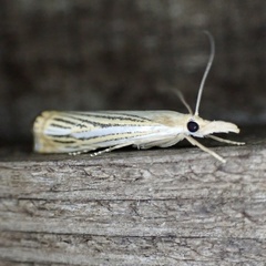 Crambus multilinellus