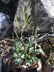 Cardamine lilacina