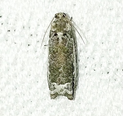 Proteoteras naracana