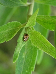 Psyllobora bicongregata