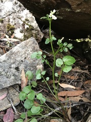 Cardamine lilacina