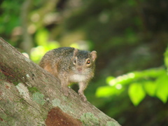 Notocitellus annulatus