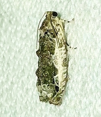 Proteoteras naracana