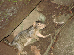 Notocitellus annulatus