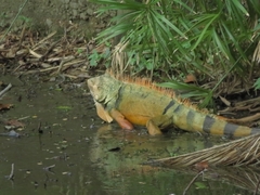Iguana iguana