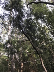 Acacia riceana