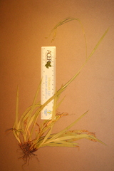 Carex arctata