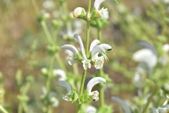 Salvia argentea