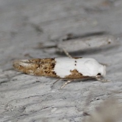 Mompha circumscriptella
