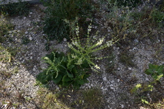 Salvia argentea